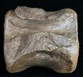 Very Nice Preserved Pachycephalosaurus Vertebrae #9941-2